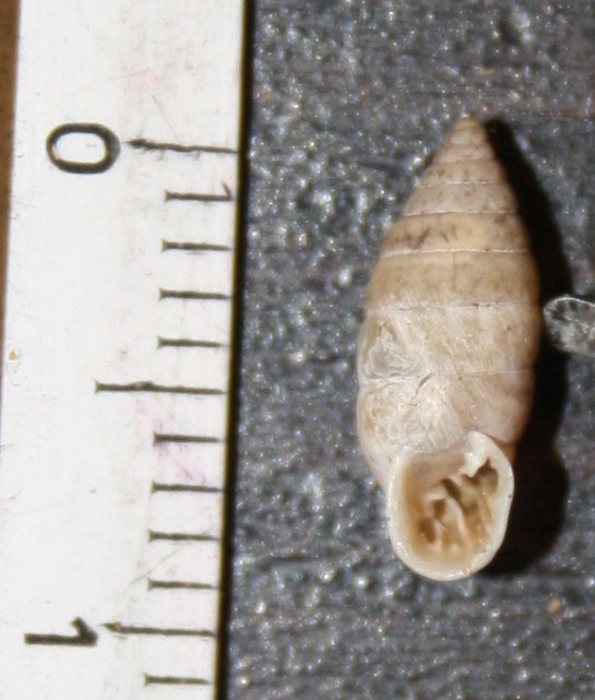 Granaria illyrica?
